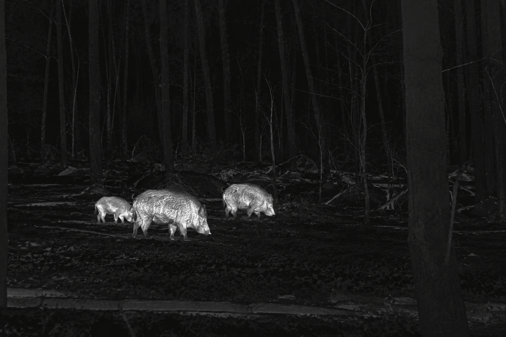 Wildschweine bei Nacht in der Wärmebildansicht