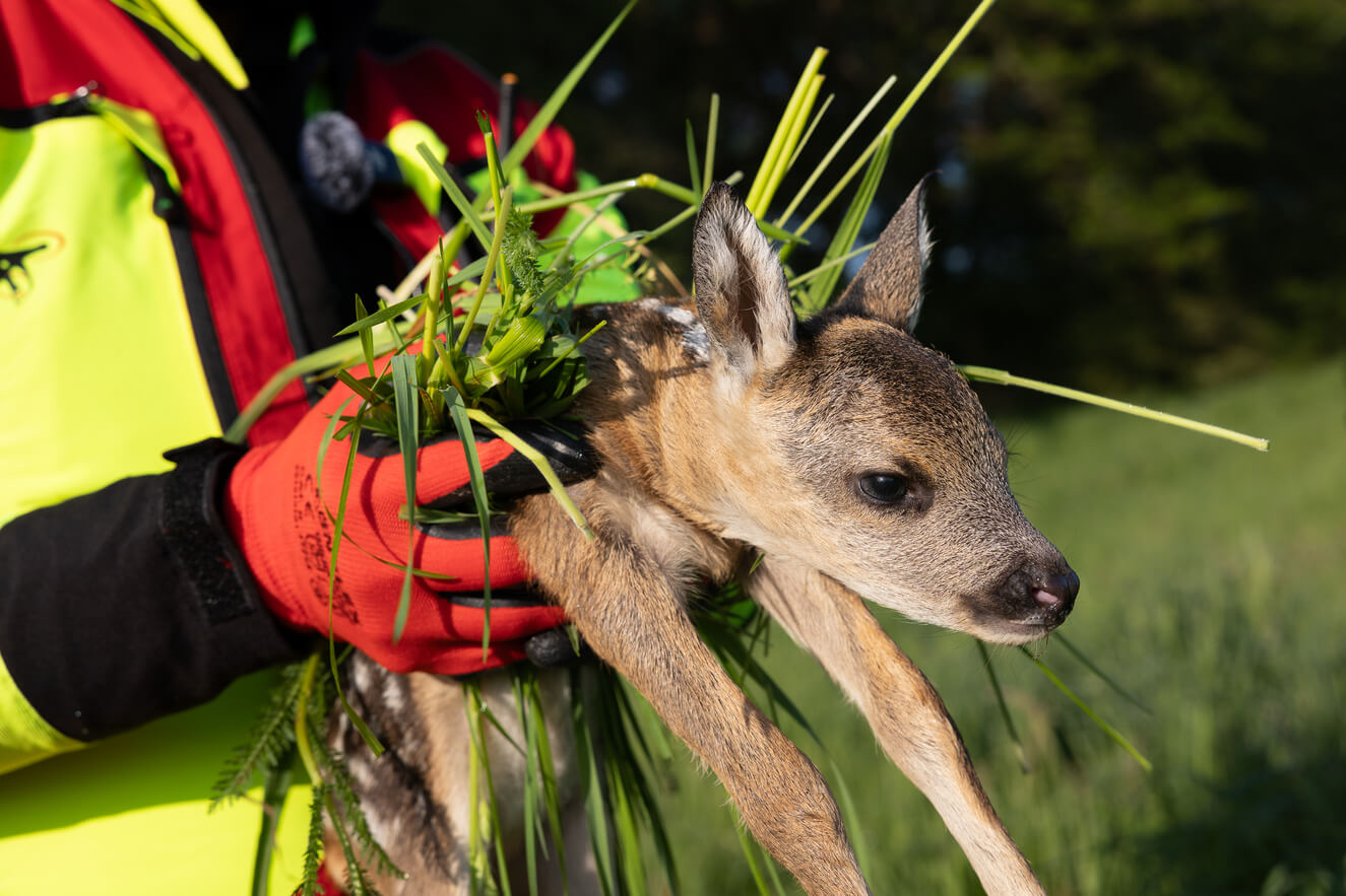 Un faon est transporté avec précaution hors de la prairie lors d'une opération de sauvetage