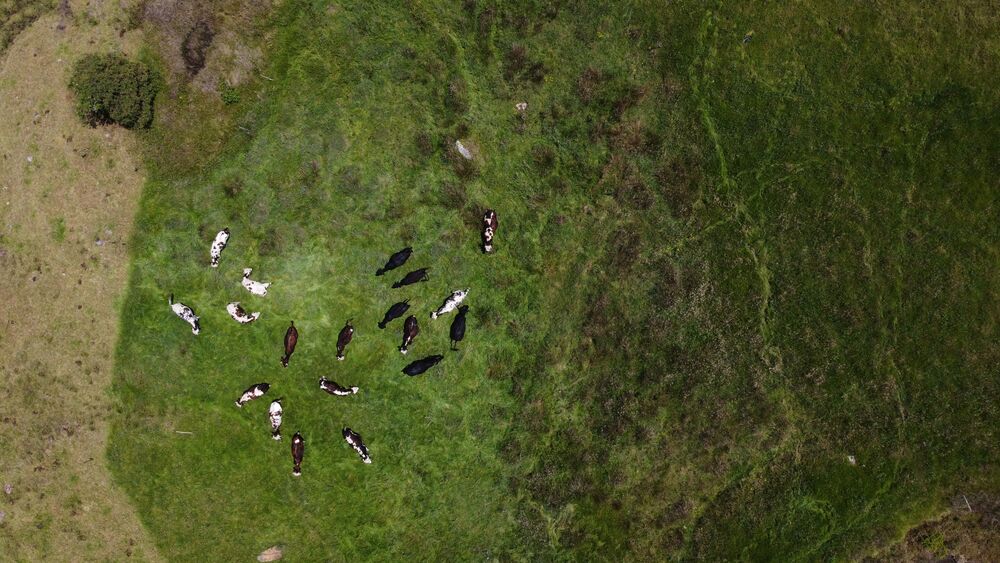 Animaux au pâturage vus du ciel