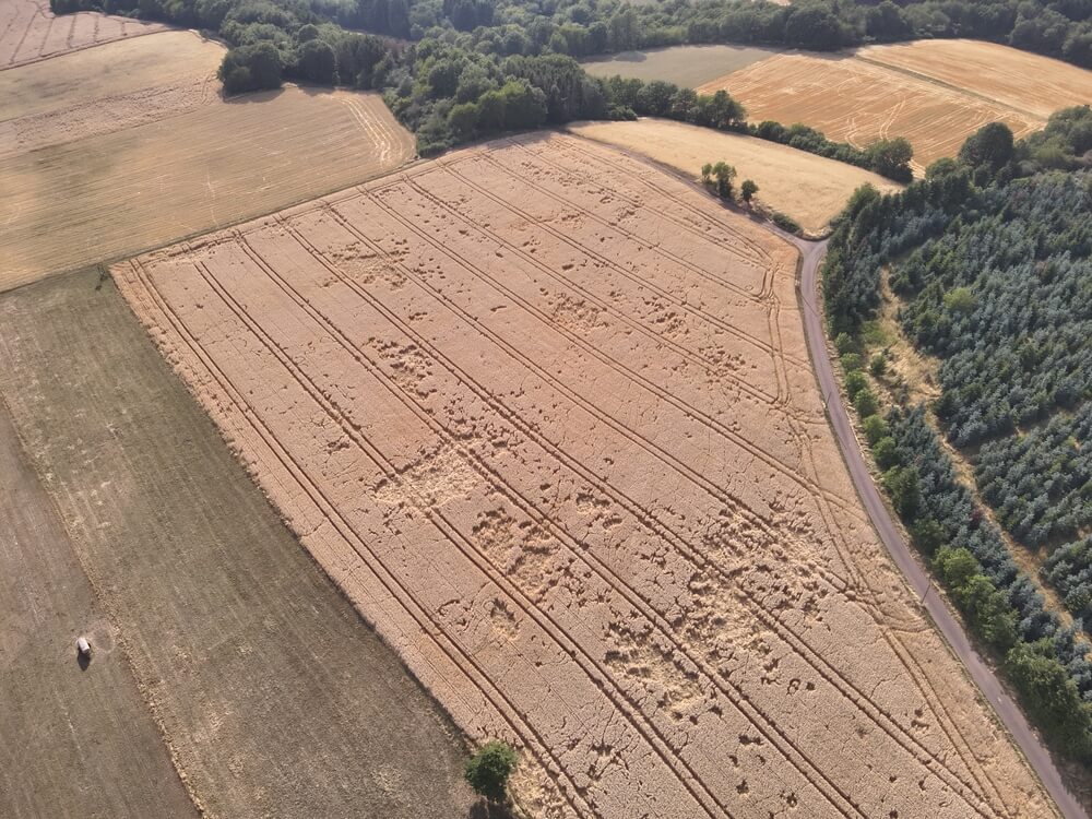 Dégâts de gibier dans un champ vus du ciel